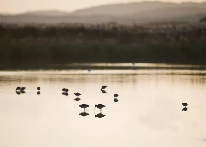 Framed Print : Black-tailed Godwit (Limosa limosa) adults, feeding in scrape habitat, silhouetted at sunset, Cley Marshes Reserve, Norfolk, England, november