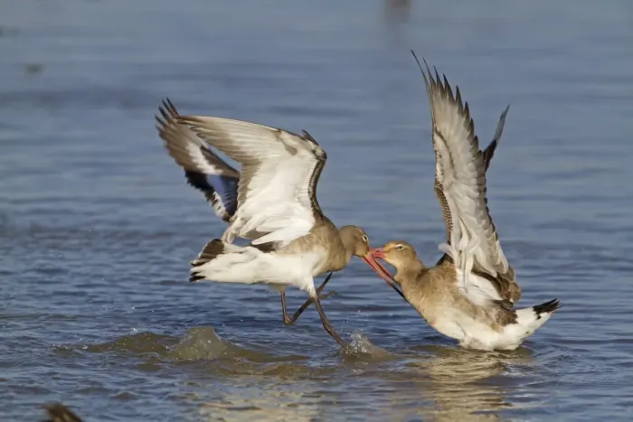Framed Print : Black-tailed Godwit (Limosa limosa) two adults, winter plumage, fighting in water, Norfolk, England, february Framed Print : Black-tailed Godwit (Limosa limosa) two adults, winter plumage, fighting in water, Norfolk, England, february