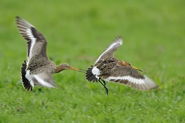 Black-tailed Godwit (Limosa limosa) two adults, breeding plumage, in flight, fighting during territorial dispute