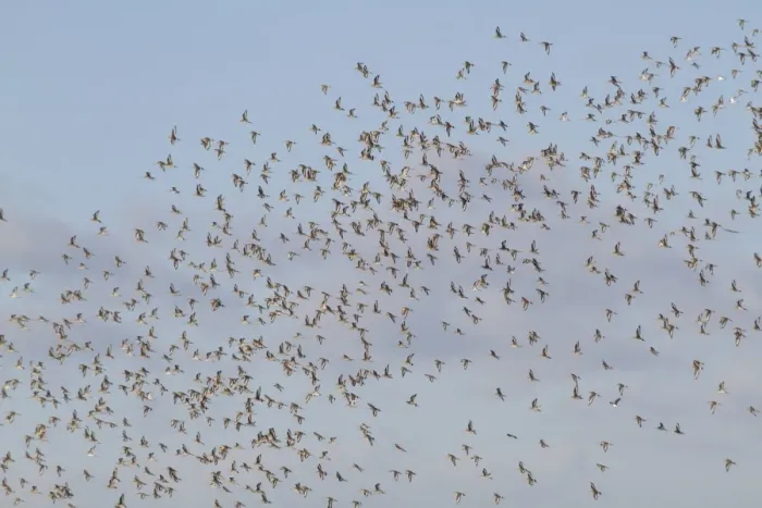 Framed Print : Black-tailed Godwit (Limosa limosa) flock, in flight, Welney W. W. T. Reserve, Ouse Washes, Norfolk, England, December