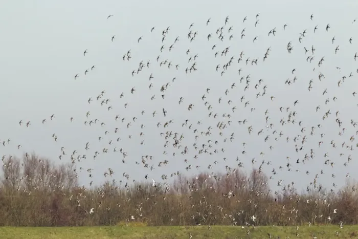 Framed Print : Black-tailed Godwit (Limosa limosa) flock, in flight, Ouse Washes, Norfolk, England, february Framed Print : Black-tailed Godwit (Limosa limosa) flock, in flight, Ouse Washes, Norfolk, England, february
