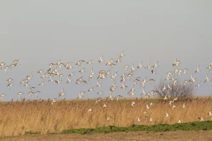 Framed Print : Black-tailed Godwit (Limosa limosa) flock, winter plumage, in flight over reedbed habitat, Norfolk, England, january
