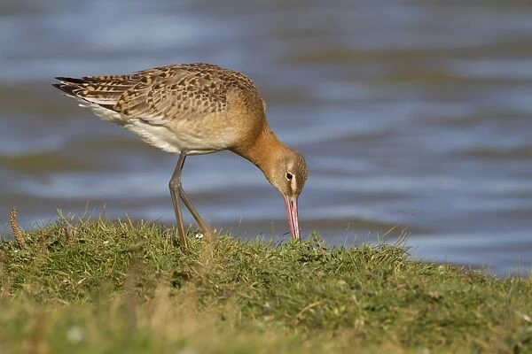 Black-tailed Godwit (Limosa limosa) juvenile, feeding at edge of water, Cley Marshes Reserve, Cley-next-the-sea