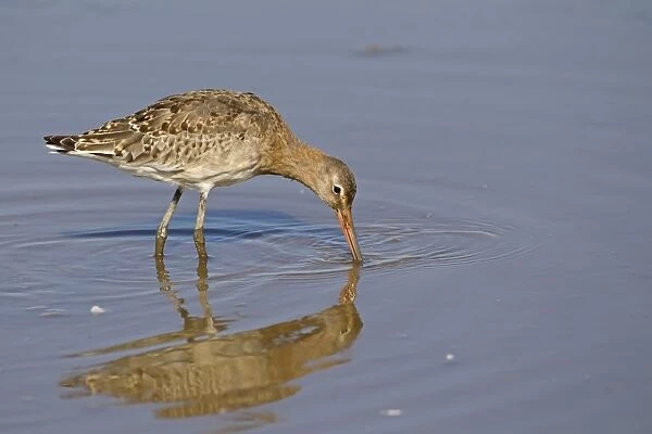 Black-tailed Godwit (Limosa limosa) juvenile, feeding in shallow water, Titchwell RSPB Reserve, Norfolk, England