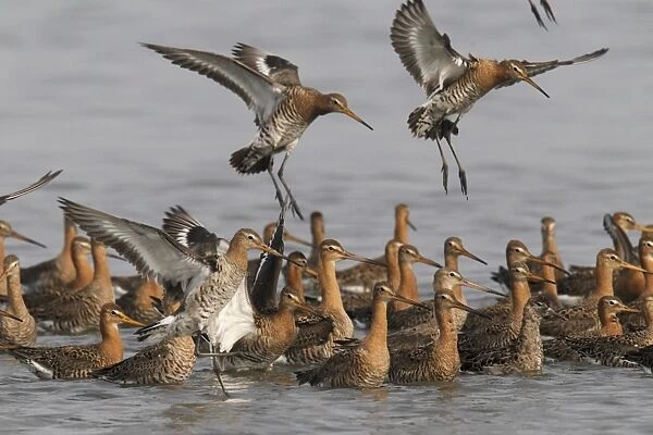 Black-tailed Godwit (Limosa limosa melanuroides) flock, in flight and standing in water, Mai Po Marshes Reserve