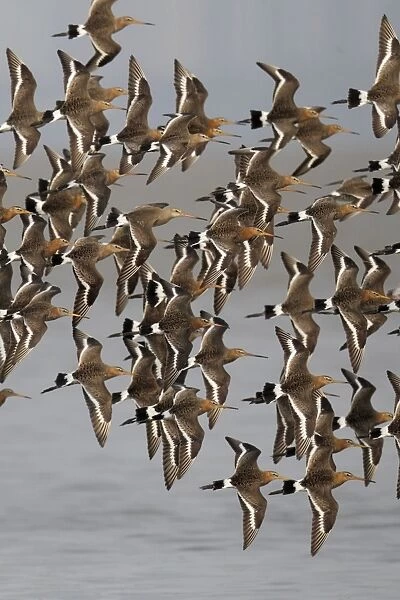 Black-tailed Godwit (Limosa limosa melanuroides) flock, in flight over water, Mai Po Marshes Reserve, Deep Bay