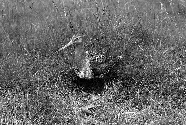 Black tailed Godwit at nest 1952. Taken by Eric Hosking