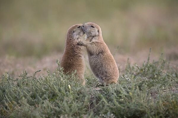 Black-tailed Prairie Dog (Cynomys ludovicianus) two adults, mutual grooming, North Dakota, U. S. A. august