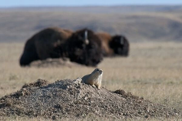 Black-tailed Prairie Dog (Cynomys ludovicianus) adult, sitting at burrow entrance, with Plains Bison (Bison bison bison) in background, in shortgrass prairie habitat, West Bloc, Grasslands N. P. Southern Saskatchewan, Canada, october