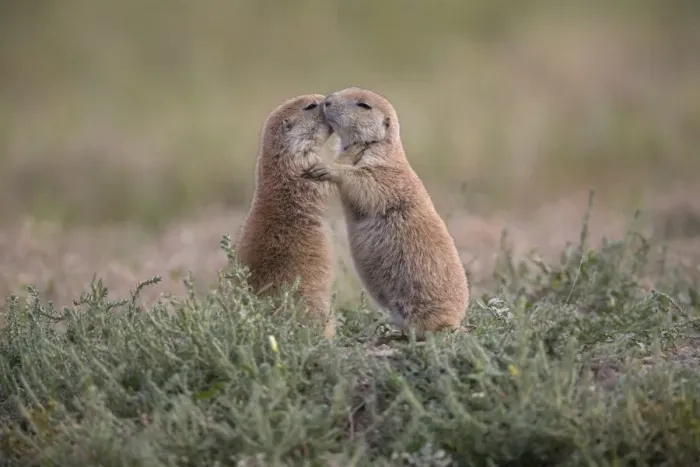 Framed Print : Black-tailed Prairie Dog (Cynomys ludovicianus) two adults, mutual grooming, North Dakota, U. S. A. august Framed Print : Black-tailed Prairie Dog (Cynomys ludovicianus) two adults, mutual grooming, North Dakota, U. S. A. august