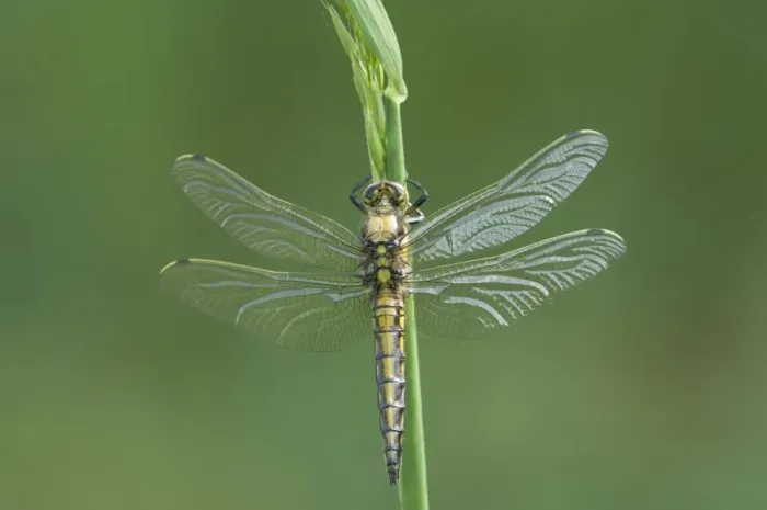 Framed Print : Black-tailed Skimmer (Orthetrum cancellatum) newly emerged adult, resting on stem, Norfolk, England Framed Print : Black-tailed Skimmer (Orthetrum cancellatum) newly emerged adult, resting on stem, Norfolk, England