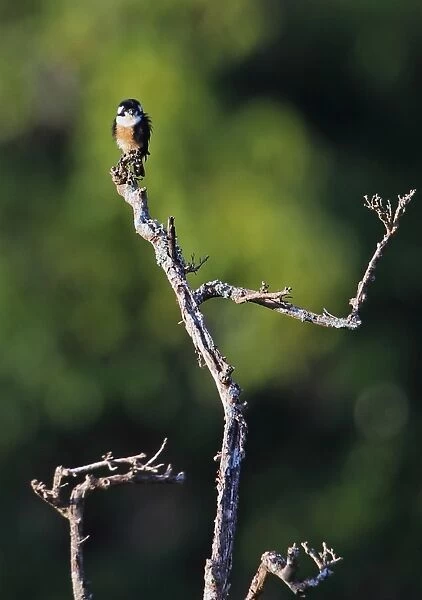 Black-thighed Falconet (Microhierax fringillarius) adult, perched on dead tree, Kerinci Seblat N. P