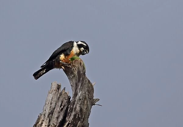 Black-thighed Falconet (Microhierax fringillarius) adult, feeding on insect, perched on dead tree, Kaeng Krachan N. P