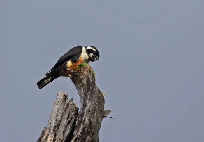 Framed Print : Black-thighed Falconet (Microhierax fringillarius) adult, feeding on insect, perched on dead tree, Kaeng Krachan N. P Framed Print : Black-thighed Falconet (Microhierax fringillarius) adult, feeding on insect, perched on dead tree, Kaeng Krachan N. P