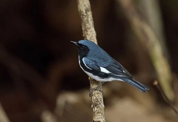 Black-throated Blue Warbler (Dendroica caerulescens) adult male, perched on twig, Zapata Peninsula, Matanzas Province