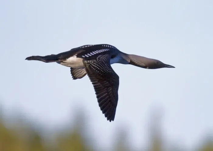 Framed Print : Black-throated Diver (Gavia arctica) adult, summer plumage, in flight, Finland, june Framed Print : Black-throated Diver (Gavia arctica) adult, summer plumage, in flight, Finland, june