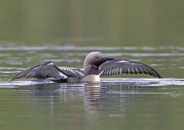 Black-throated Diver (Gavia arctica) adult, summer plumage, displaying on lake, Finland, july