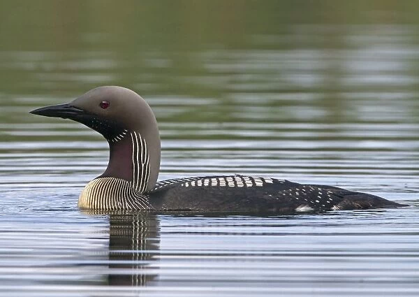 Black-throated Diver (Gavia arctica) adult, summer plumage, swimming on lake, Finland, july