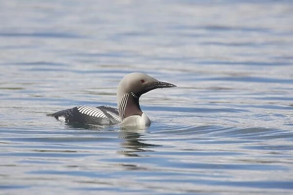 Black-throated Diver (Gavia arctica) adult, summer plumage, swimming, Finland