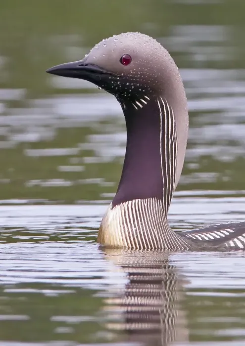 Framed Print : Black-throated Diver (Gavia arctica) adult, summer plumage, close-up of head and neck, swimming on lake, Finland, july Framed Print : Black-throated Diver (Gavia arctica) adult, summer plumage, close-up of head and neck, swimming on lake, Finland, july