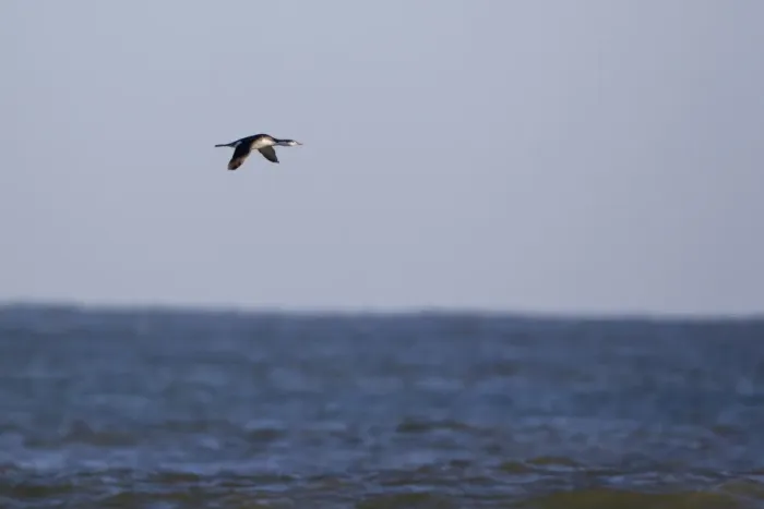 Framed Print : Black-throated Diver (Gavia arctica) adult, winter plumage, in flight over sea, Norfolk, England, november Framed Print : Black-throated Diver (Gavia arctica) adult, winter plumage, in flight over sea, Norfolk, England, november