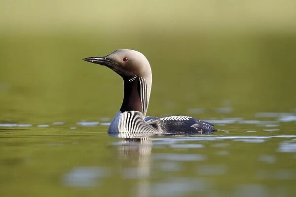 Black-throated Diver (Gavia arctica) adult, breeding plumage, swimming on lake, Finland, July