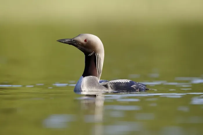 Framed Print : Black-throated Diver (Gavia arctica) adult, breeding plumage, swimming on lake, Finland, July Framed Print : Black-throated Diver (Gavia arctica) adult, breeding plumage, swimming on lake, Finland, July