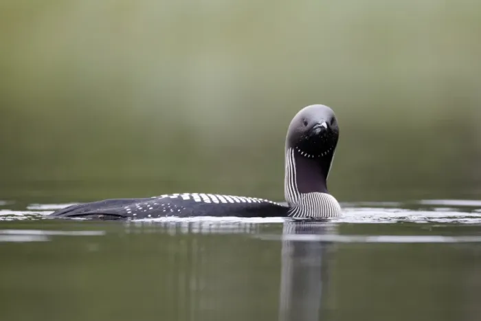 Framed Print : Black-throated Diver (Gavia arctica) adult, breeding plumage, swimming on lake, Finland, July Framed Print : Black-throated Diver (Gavia arctica) adult, breeding plumage, swimming on lake, Finland, July