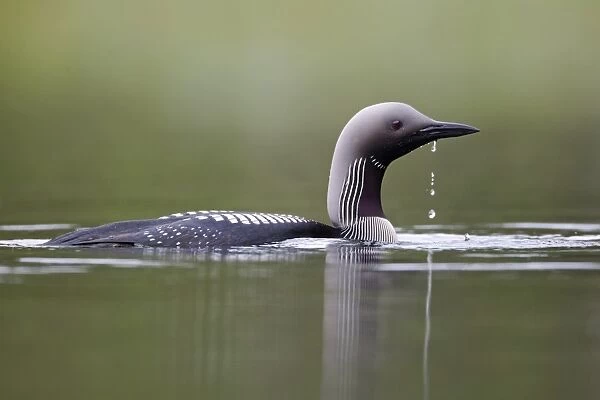 Black-throated Diver (Gavia arctica) adult, breeding plumage, swimming on lake, Finland, July