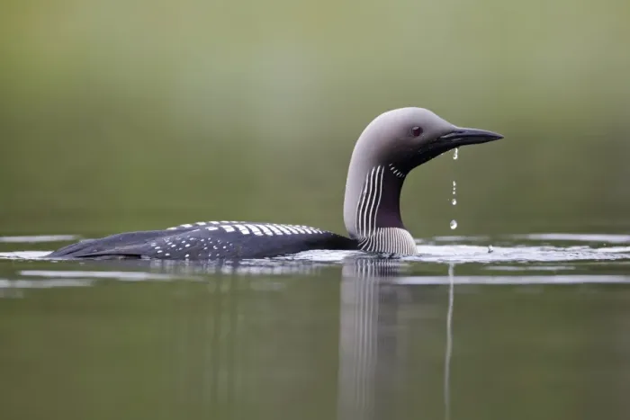 Framed Print : Black-throated Diver (Gavia arctica) adult, breeding plumage, swimming on lake, Finland, July Framed Print : Black-throated Diver (Gavia arctica) adult, breeding plumage, swimming on lake, Finland, July