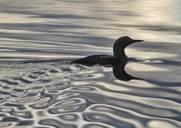Black-throated Diver (Gavia arctica) adult, breeding plumage, swimming on lake with reflection of rising sun, Finland