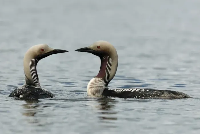 Framed Print : Black-throated Diver (Gavia arctica) adult pair, in breeding plumage, swimming on lake, Langvattnet Lake, Malingsbo-Kloten Nature Reserve, Bergslagen, Central Sweden, august Framed Print : Black-throated Diver (Gavia arctica) adult pair, in breeding plumage, swimming on lake, Langvattnet Lake, Malingsbo-Kloten Nature Reserve, Bergslagen, Central Sweden, august