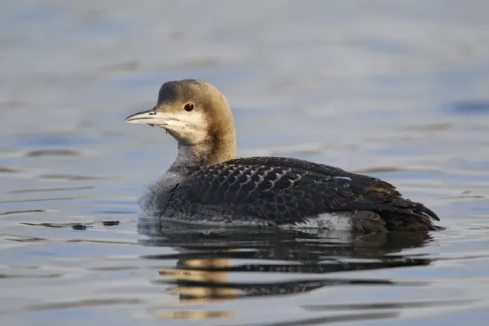 Framed Print : Black-throated Diver (Gavia arctica) juvenile, swimming on lake, Staffordshire, England, january