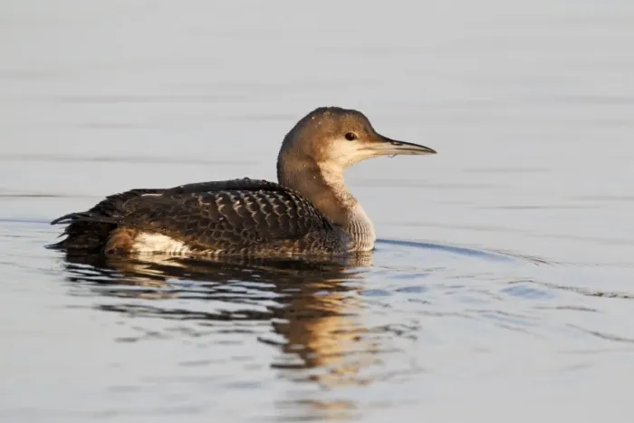 Framed Print : Black-throated Diver (Gavia arctica) juvenile, swimming on lake, Staffordshire, England, january