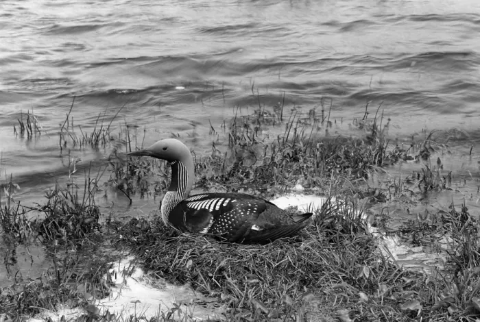 Framed Print : Black throated Diver - Inverness-shire 1947. Taken by Eric Hosking Framed Print : Black throated Diver - Inverness-shire 1947. Taken by Eric Hosking