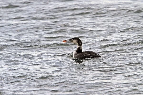 Black throated Diver with Langoustine and in Winter plumage - Jura Scotland