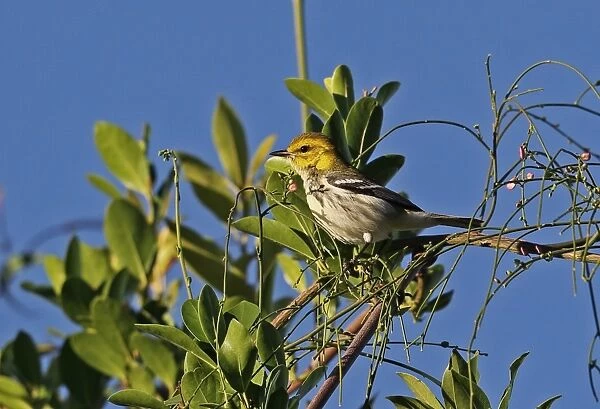 Black-throated Green Warbler (Dendroica virens) immature female, first winter plumage, perched on bush, Jaragua N. P