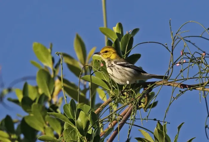 Framed Print : Black-throated Green Warbler (Dendroica virens) immature female, first winter plumage, perched on bush, Jaragua N. P Framed Print : Black-throated Green Warbler (Dendroica virens) immature female, first winter plumage, perched on bush, Jaragua N. P