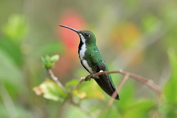 Black-throated Mango (Anthracothorax nigricollis) adult female, perched on twig, Trinidad and Tobago, March