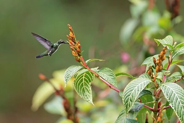 Black-throated Mango (Anthracothorax nigricollis) adult female, in flight, feeding at flowers, Trinidad