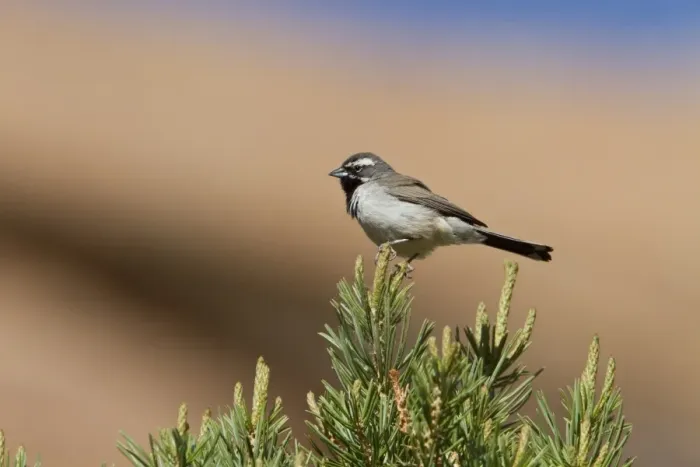 Framed Print : Black throated Sparrow - Utah America