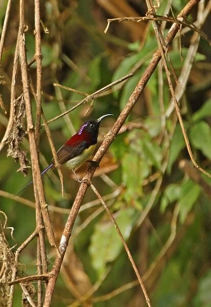 Black-throated Sunbird (Aethopyga saturata) adult male, perched on twig, Kaeng Krachan N. P. Thailand, november