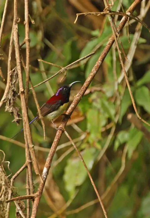 Framed Print : Black-throated Sunbird (Aethopyga saturata) adult male, perched on twig, Kaeng Krachan N. P. Thailand, november