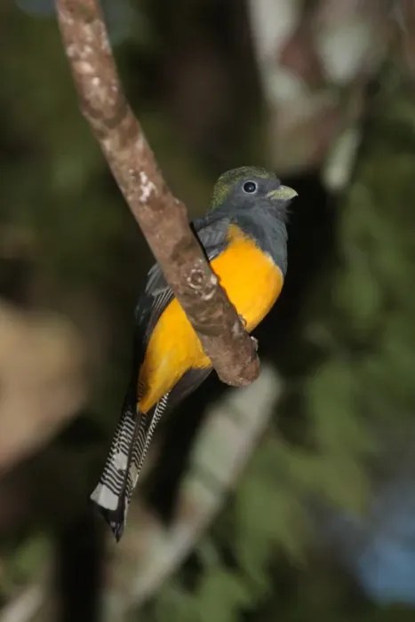 Framed Print : Black-throated Trogon (Trogon rufus chrysochloros) adult, perched on branch, Iguazu N. P. Misiones, Argentina, april Framed Print : Black-throated Trogon (Trogon rufus chrysochloros) adult, perched on branch, Iguazu N. P. Misiones, Argentina, april