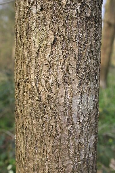 Black Tupelo (Nyssa sylvatica) close-up of trunk, growing as ornamental in woodland, Thornham Estate, Thornham Magna