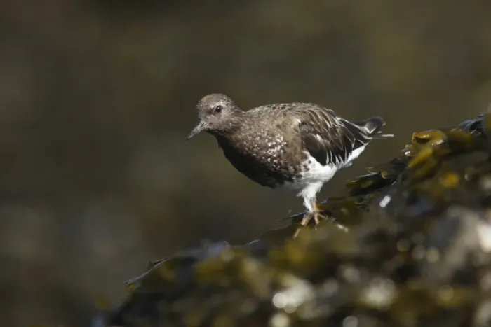 Framed Print : Black Turnstone (Arenaria melanocephala) adult, non-breeding plumage, foraging on seaweed covered rocks Framed Print : Black Turnstone (Arenaria melanocephala) adult, non-breeding plumage, foraging on seaweed covered rocks