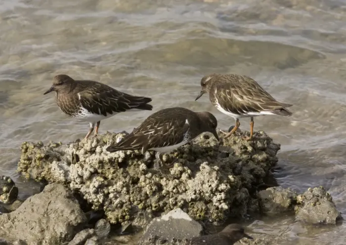 Framed Print : Black Turnstone (Arenaria melanocephala) three adults, non-breeding plumage, feeding along shoreline, North California Framed Print : Black Turnstone (Arenaria melanocephala) three adults, non-breeding plumage, feeding along shoreline, North California