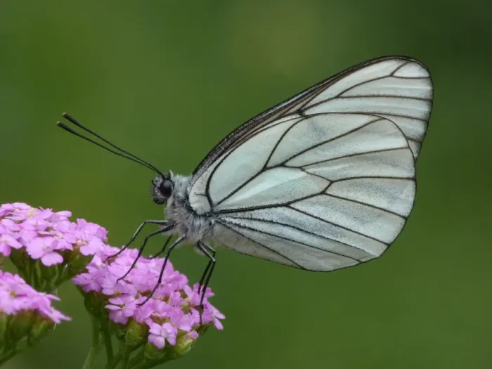 Framed Print : Black-veined White (Aporia crataegi) adult male, roosting on Yarrow (Achillea millefolium) flowers, Cannobina Valley, Piedmont, Northern Italy, july
