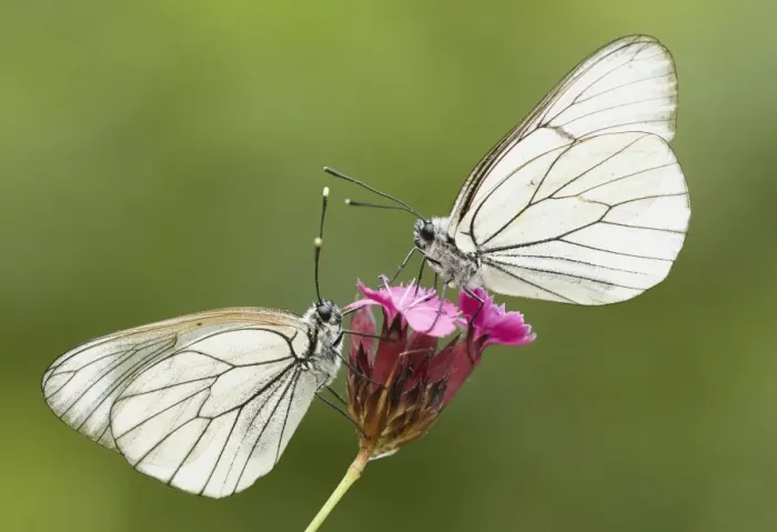 Framed Print : Black-veined White (Aporia crataegi) two adults, roosting on flower, Bulgaria, June Framed Print : Black-veined White (Aporia crataegi) two adults, roosting on flower, Bulgaria, June