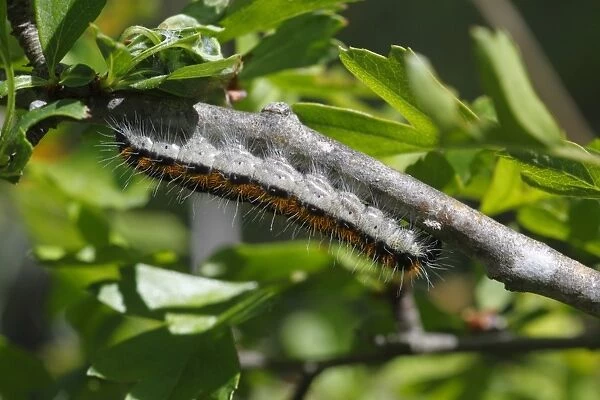 Black-veined White (Aporia crataegi) larva, on hawthorn twig, Pyrenees, Ariege, France, may